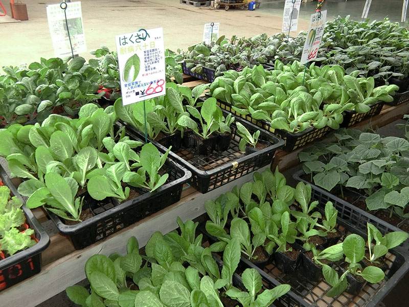 秋野菜の苗 入荷中 花木センターからのお知らせ トキワ園芸農業協同組合 秋野菜の苗 入荷中 花木センターからのお知らせ トキワ園芸農業協同組合