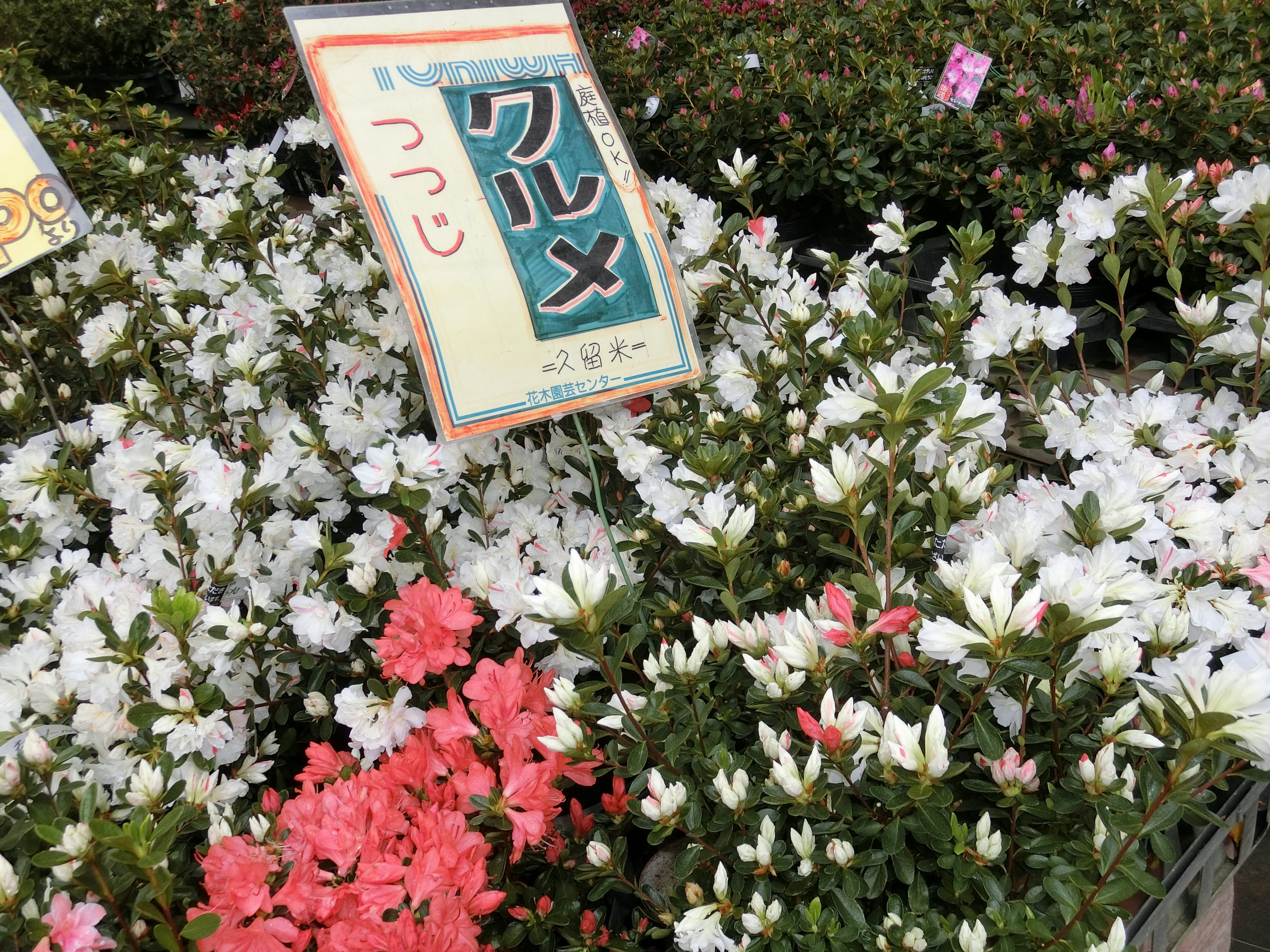 クルメツツジ入荷 のお知らせ 花木センターからのお知らせ トキワ園芸農業協同組合 クルメツツジ入荷 のお知らせ 花木センターからのお知らせ トキワ園芸農業協同組合