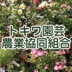 トキワ園芸農業協同組合 花木センター